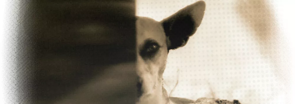 Baleia - Graciliano Ramos | Conto Completo | Fantástica Cultural