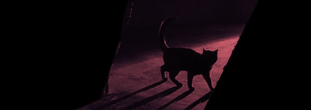 O Gato Preto - Edgar Allan Poe | Conto Completo | Fantástica Cultural