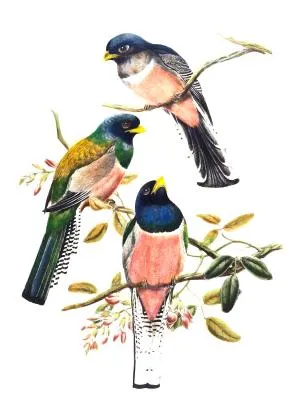 O Caçador e as Aves - Fábulas de Esopo