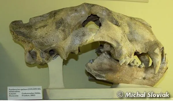 Crânio de Leão das Cavernas