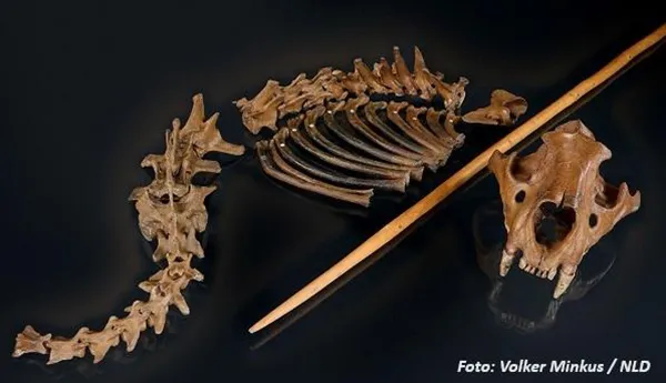 Esqueleto de Leão das Cavernas