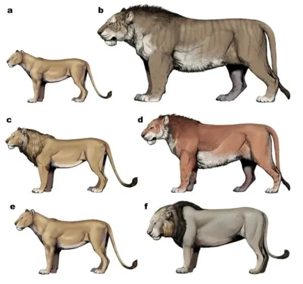 Neandertais e a Caça aos Leões das Cavernas: evidências paleo-arqueológicas