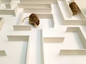 ratos labirinto