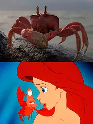 Sebastião - live action vs. desenho animado Sebastião - live action vs. desenho animado