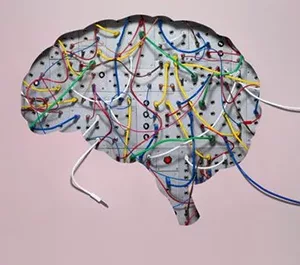 transgeneros cerebro diferenca biologica