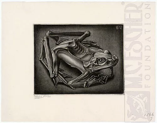Sapo Mumuficado (1946) - Mezzotint - M. C. Escher