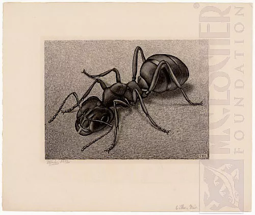Formiga (1943) - Litogravura - M. C. Escher